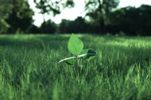 How Vaping Supports Sustainable Practices for a Greener Future