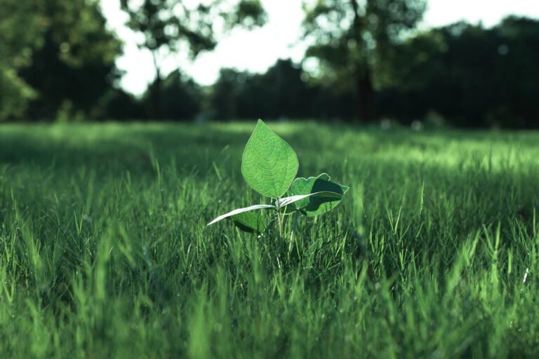 How Vaping Supports Sustainable Practices for a Greener Future
