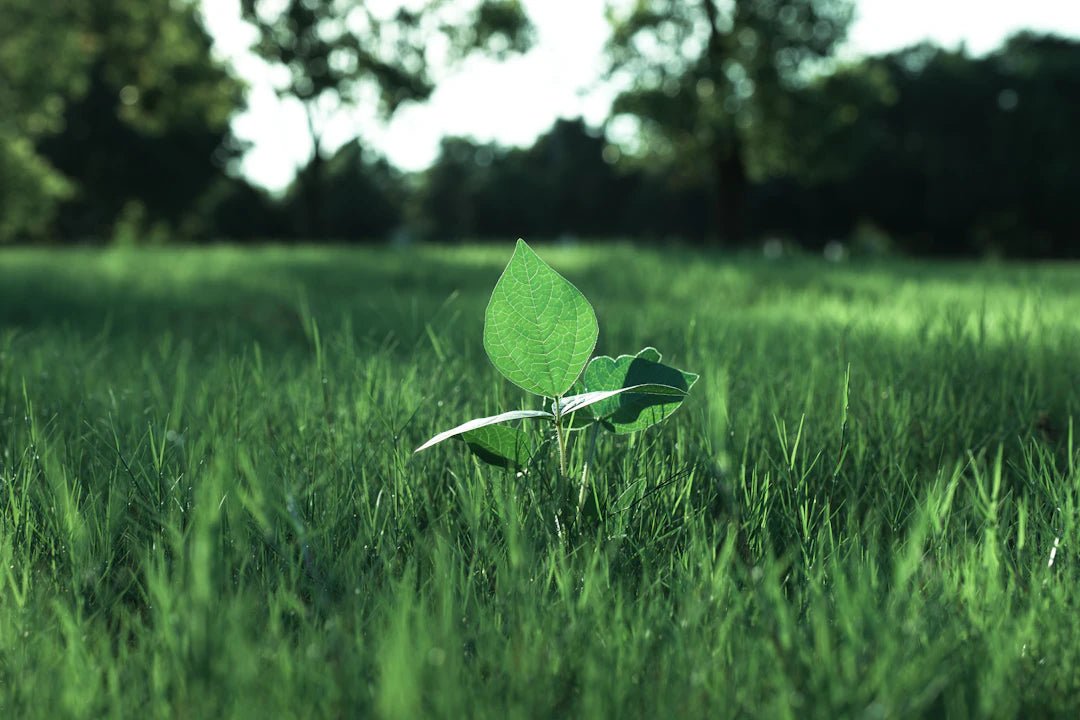 How Vaping Supports Sustainable Practices for a Greener Future